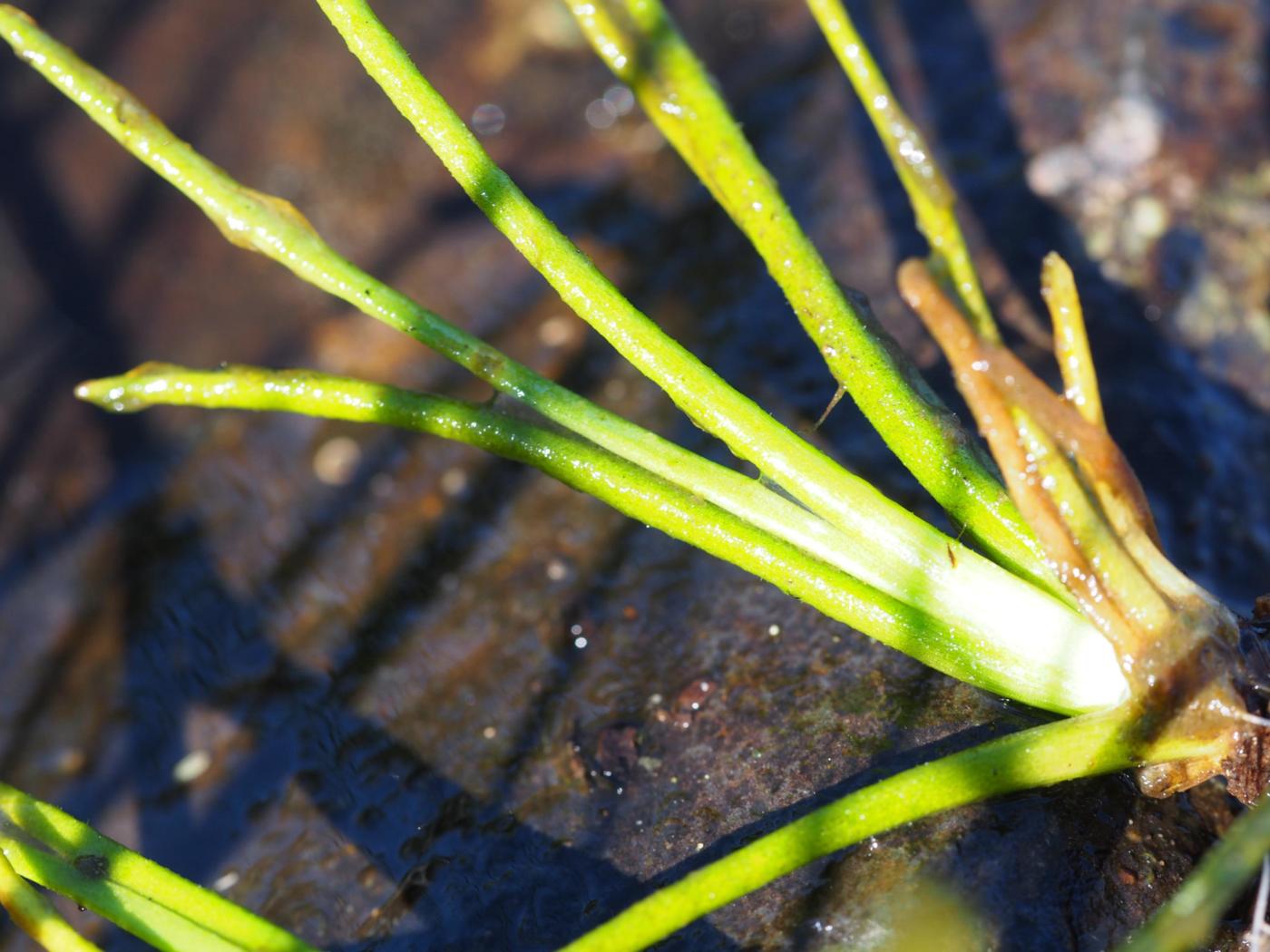 Quillwort, Spring leaf